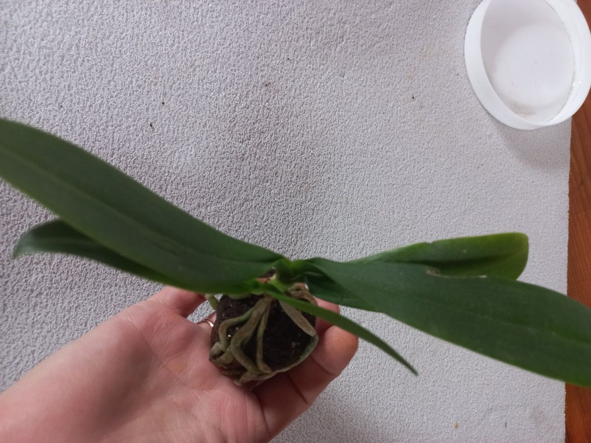 Орхидея  Little Star Замбія воскова ароматна, з діткою
