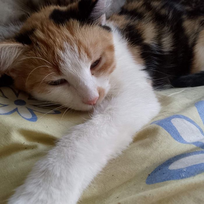 Котенок девочка бесплатно. Кошечка. Кошка даром. Котята