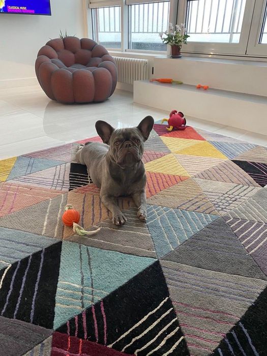 Вязка французский бульдог