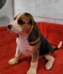Beagle Szczeniak Maluch Śliczny