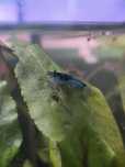 Camarão neocaradina Azul