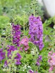 Dziewanna fioletowa -byliny Flora Szczecin