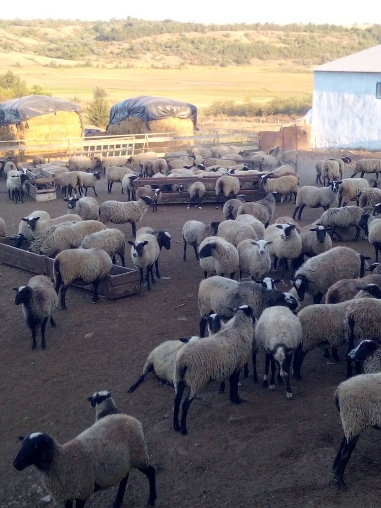 Романовские бараны ярки овцы романівські вівці барани