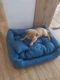 Super komfortowe legowiska dla psa małego średniego + GRATIS poduszka