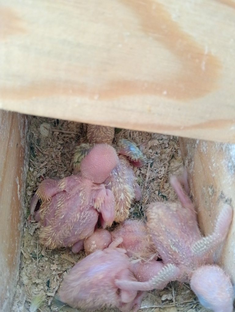 Vendo caturras  e agapórnis rosicollis de bom porte