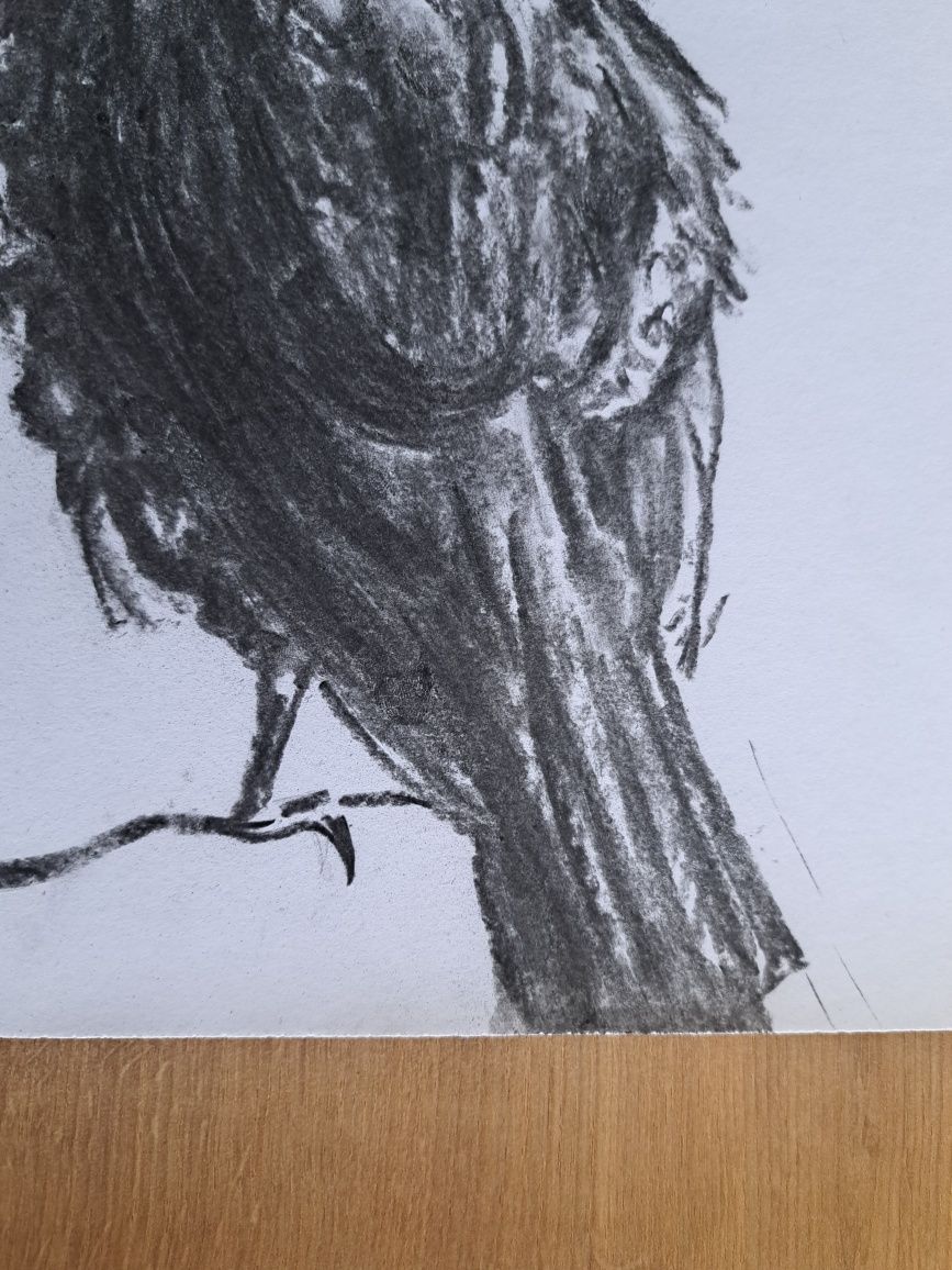 Rysunek węglem,21x30,ptak,szkic,rysunek,kruk,gawron