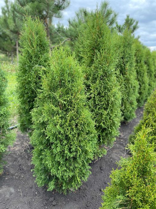 Туя смарагд (1.2 м)