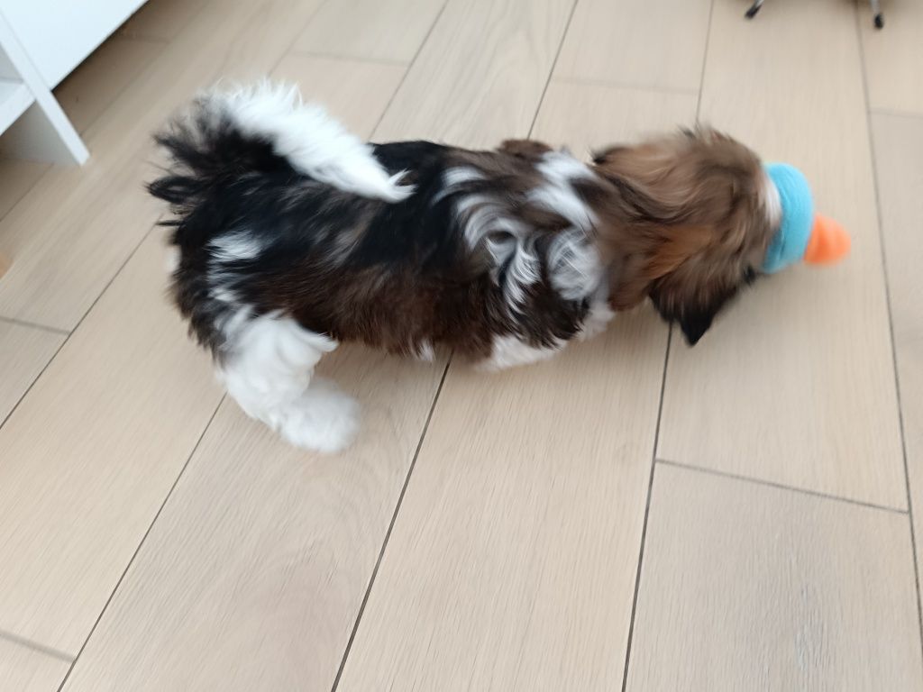 Piesek rasy SHIH TZU  z rodowodem