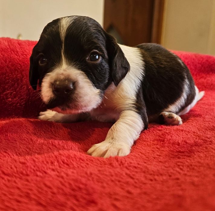 Płochacz niemiecki WACHTELHUND - Piesek