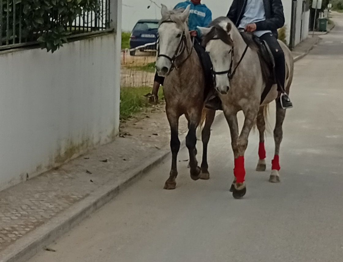 Pondro com 4 anos muito bem montada