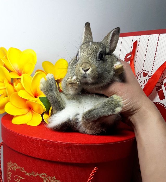 Карликовые мини кролики,міні крольчата,декоративные,декоративні