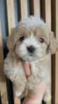 Maltipoo F1, tata pudel toy, mama maltańczyk Gotowe do odbioru