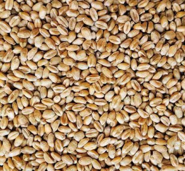 Pszenica ozima tegoroczna