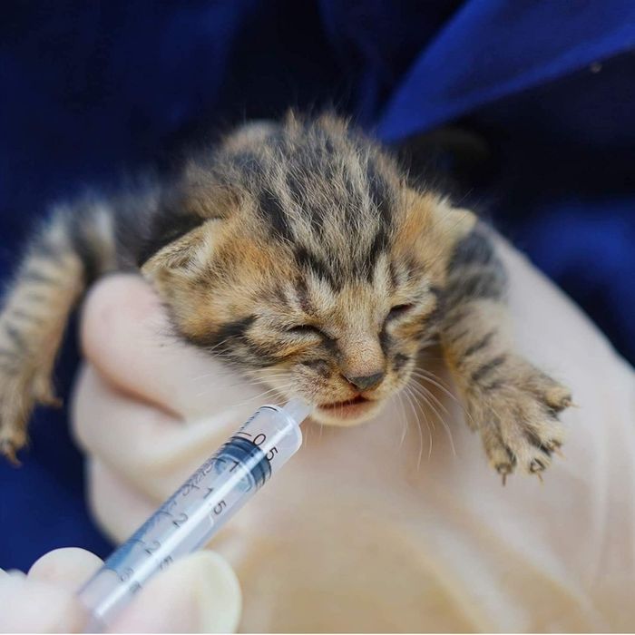 Strzykawka z nakrętka- 3ml. - 40 szt.