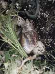 Ślimak afrykański achatina reticulata
