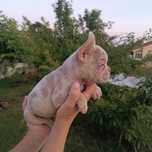 Bulldog francês de cor exóticos