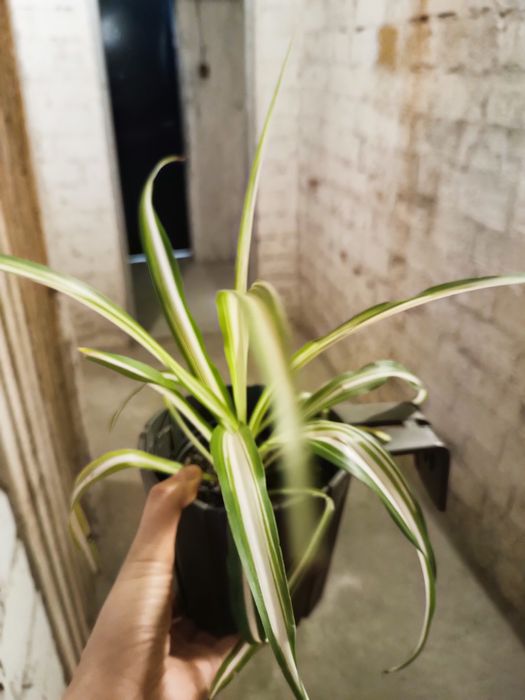 Kwiaty doniczkowe mix