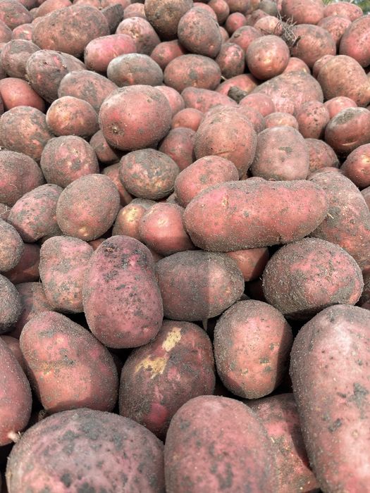 Ziemniaki Red Sonia, Bellarosa, Queen Anna