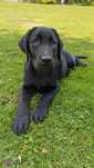 Labrador retriever piesek gotowy do odbioru