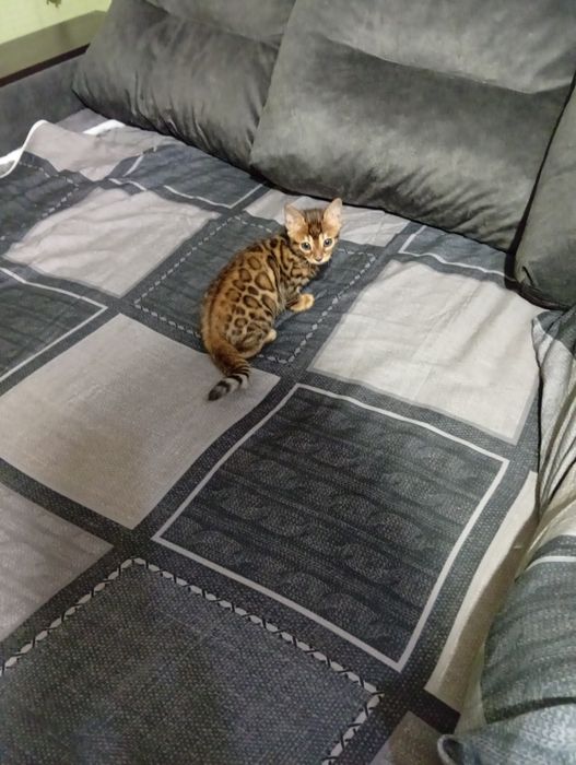 Бенгальский котенок девочька