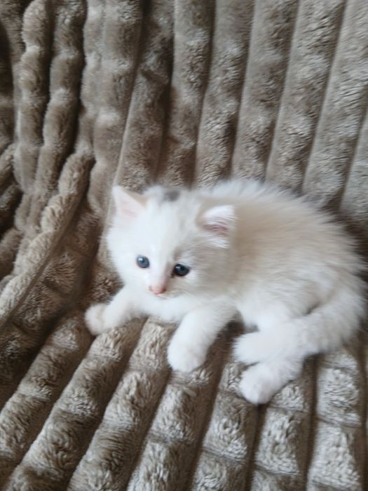 Продам котят Скотиш Страйт