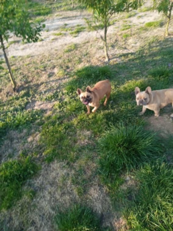Buldog francuski suka