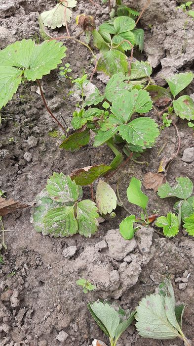 Полуниці Букет монарди розової