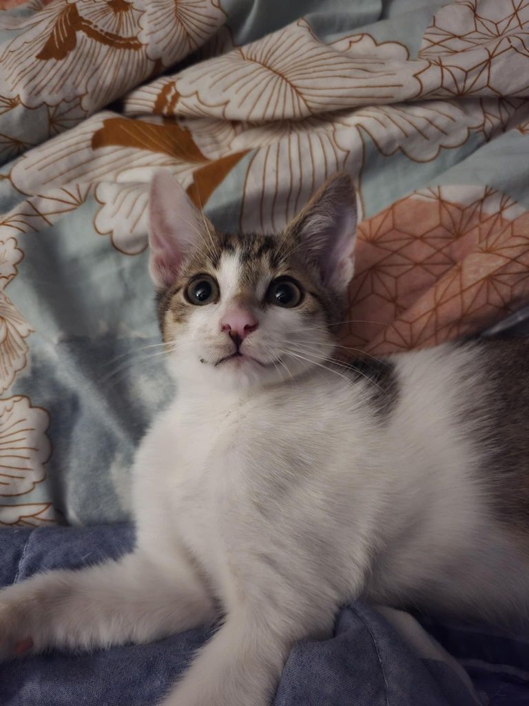 Piękny kocurek do adopcji
