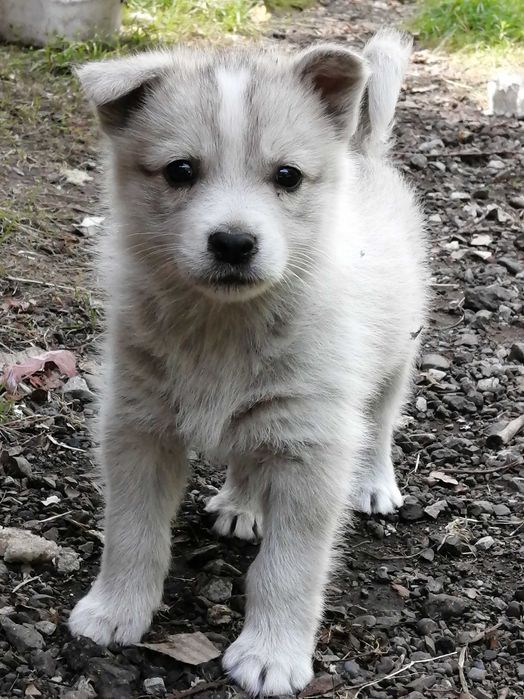 15 СОБАЧОК шукають дім!!! Собачка. Песик. Песики БЕЗКОШТОВНО.