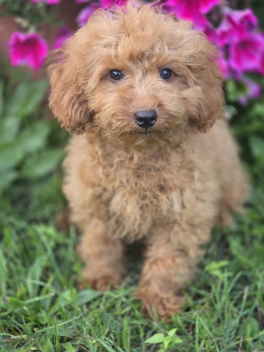 Pudel toy wyjątkowy piesek