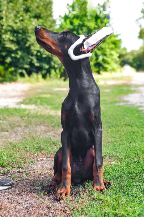 Цуценя добермана хлопчик