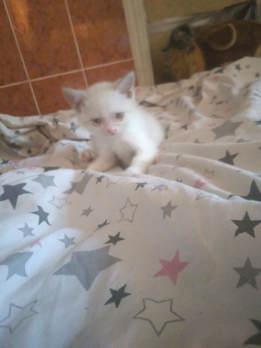 Котята 2місяці.  Весловухих