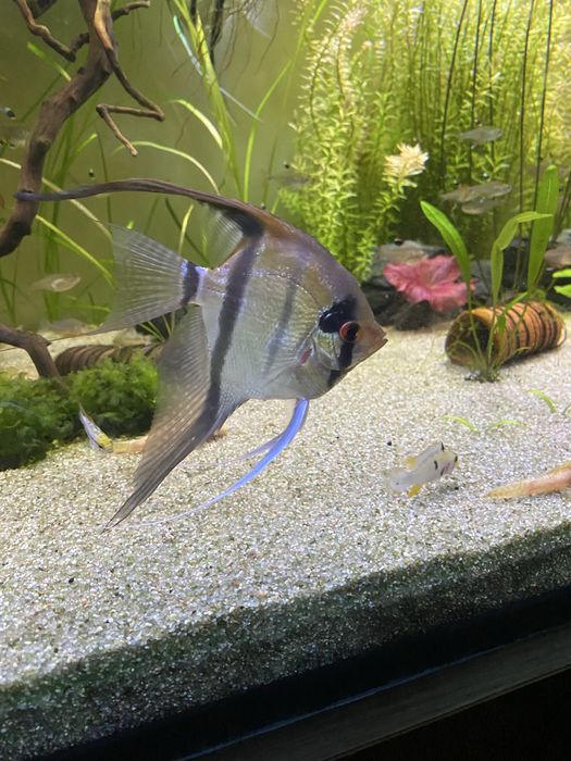 Vendo casal escalares