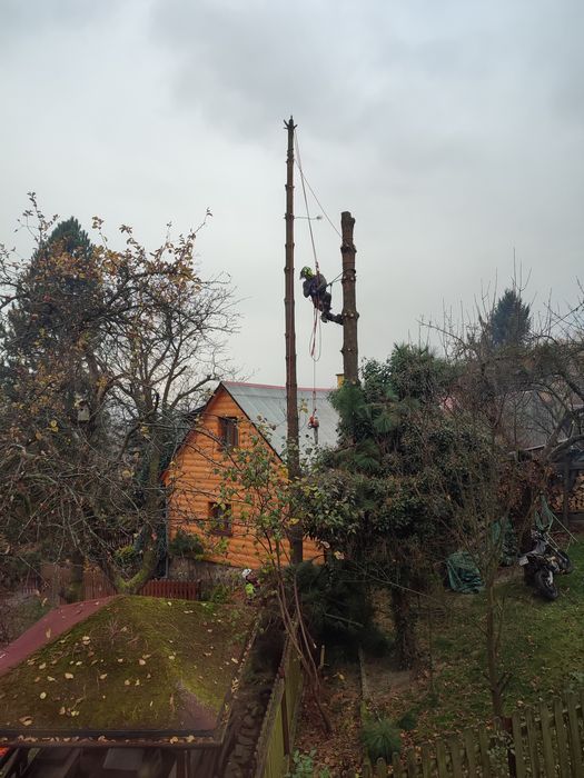 wycinka pielęgnacja drzew alpinistycznie regulacja tuii rębak