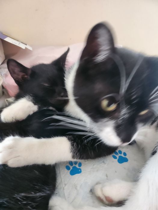Bonifacy. Roczny kocur do Adopcji