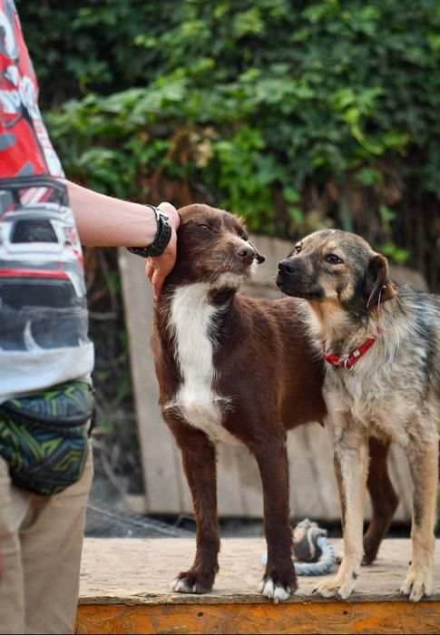 Отдам даром в добрые руки собачек