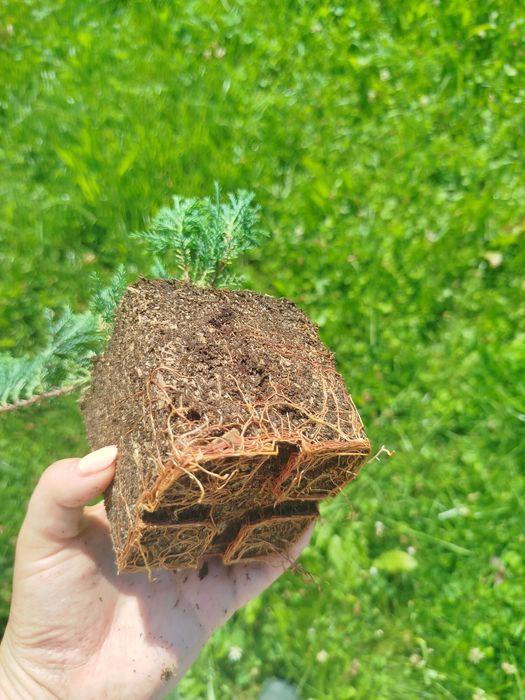 Jałowiec płożący Wiltonii. Na skarpy, rabaty. Wysyłka gratis!