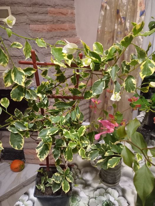 Продам бугенвілію маленьку по 50 грн і велику по 200грн