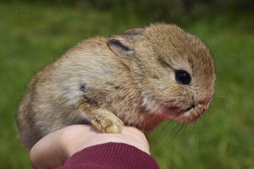 Karzełki niderlandzkie / mini / krótkowłosy