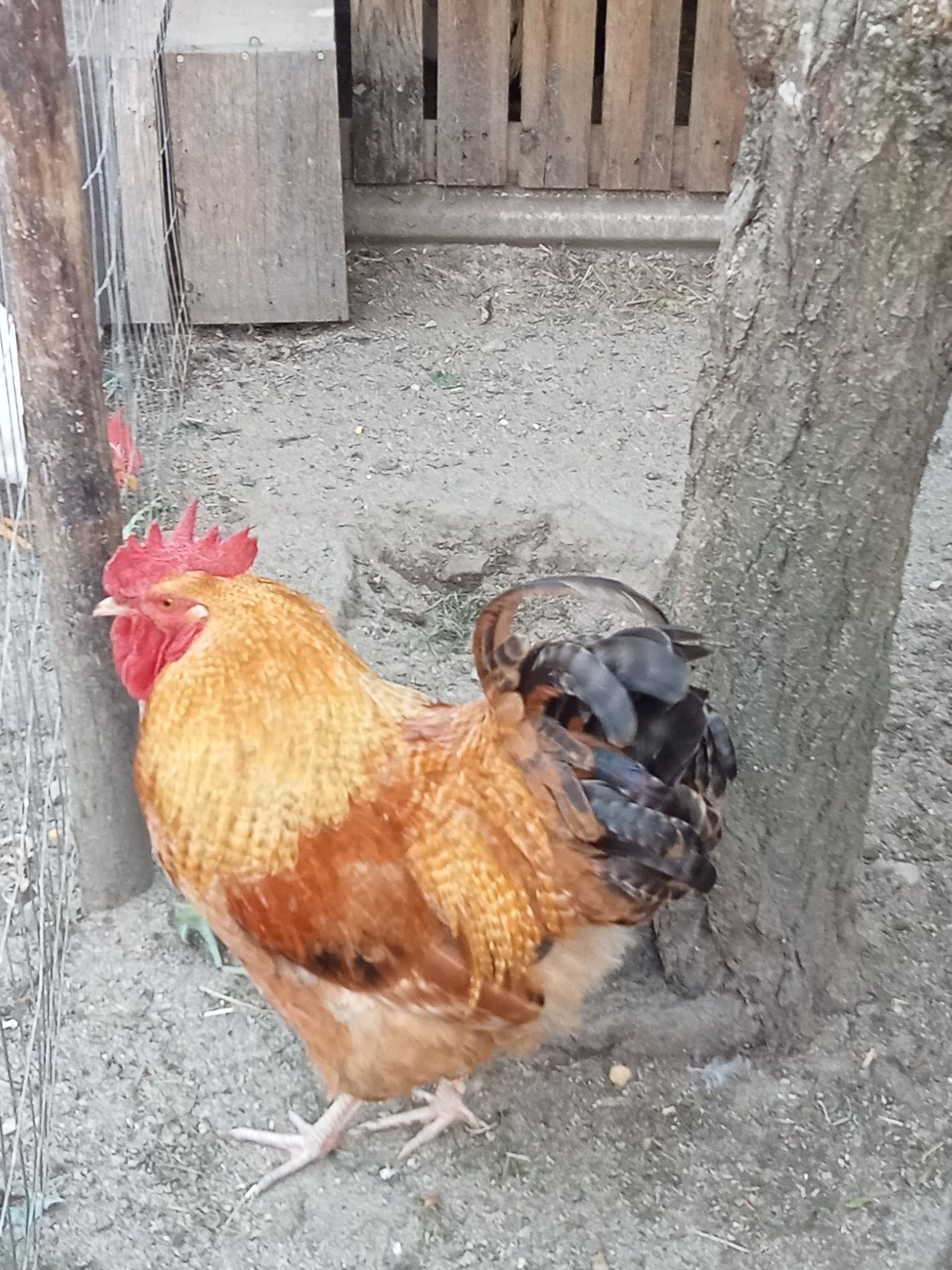 Galo Orptigon (cruzado)