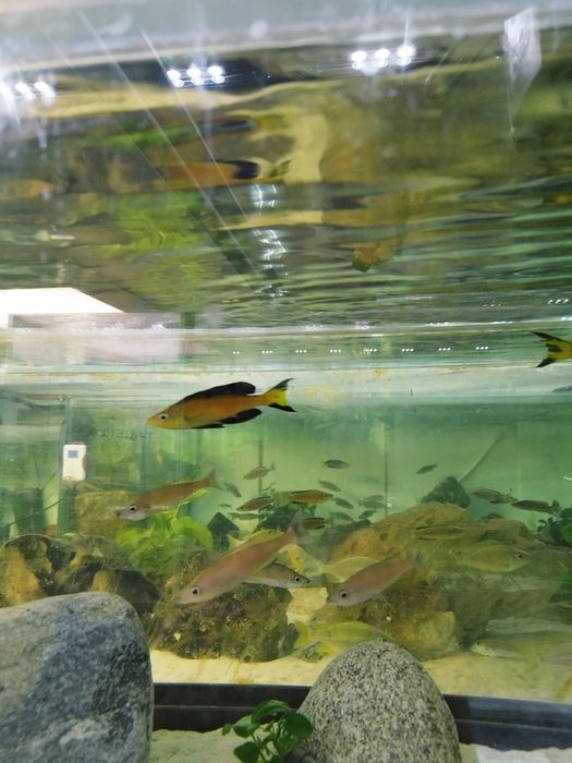 Cyprichromis microlepidotus Kasai tanganika