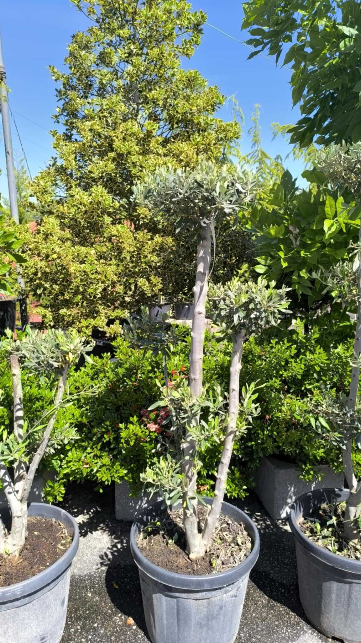 Oliveiras em formato Pom-Pom