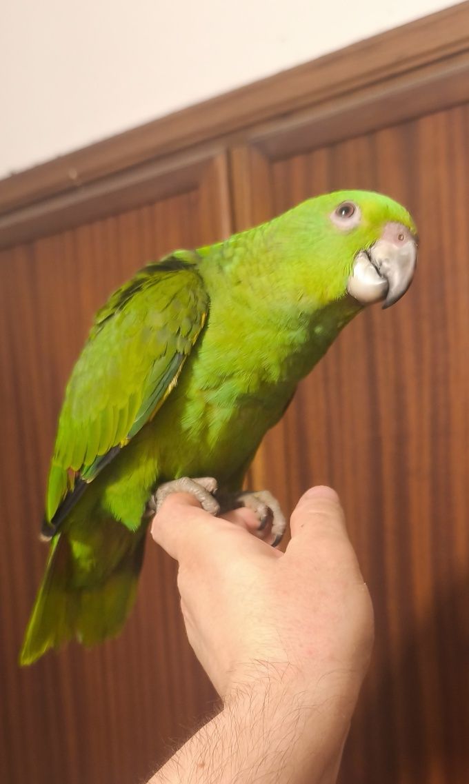 Papagaio amazona o auropallita