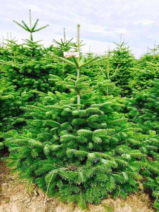 Jodły Kaukaskie PREMIUM z DOSTAWA DO DOMU oraz świerki w donicy