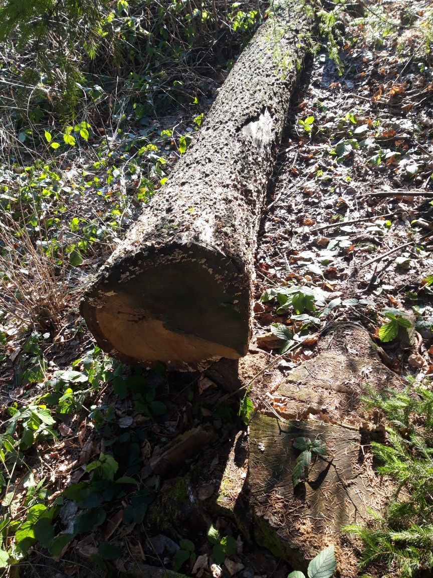 Jesion i dąb sprzedam