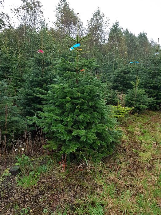 Jodłą Kaukaska IMPORT Dania Choinki Świerk