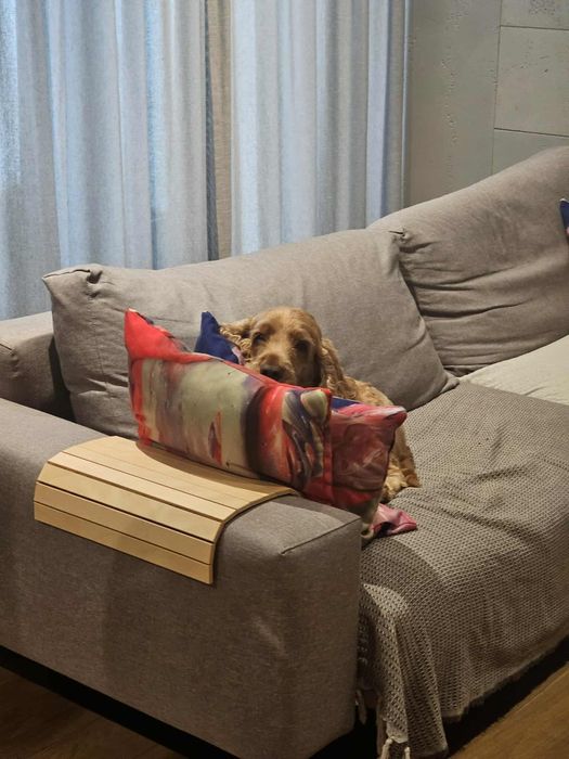 Dorosły 8-letni Cocker Spaniel do adopcji