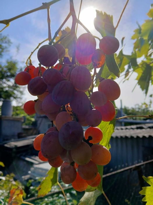 ВИНОГРАД саженец двухлетка