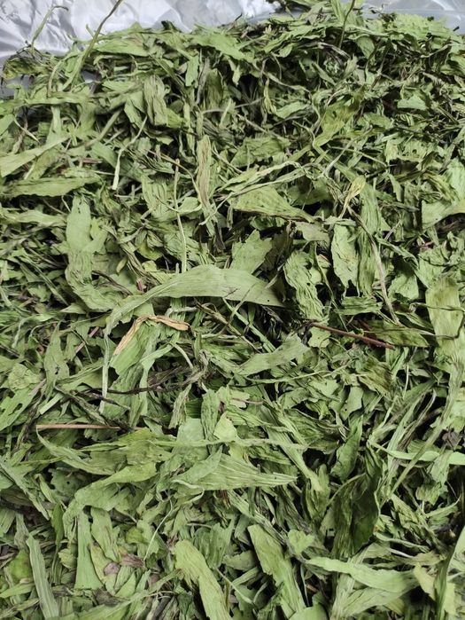 Suszony liść babki lancetowatej 2025