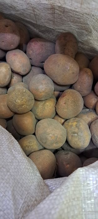 Дрібна каптопля для травин